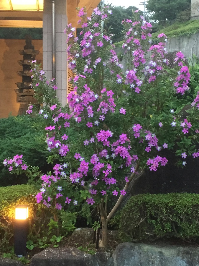 きれいに咲くリトル・エンジェル