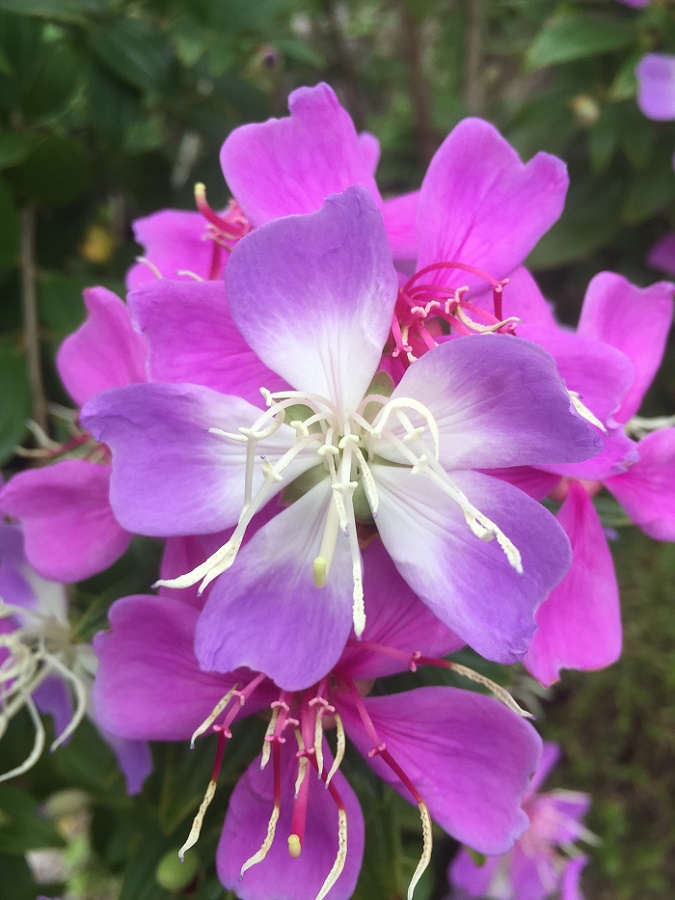 リトル・エンジェルの花アップ