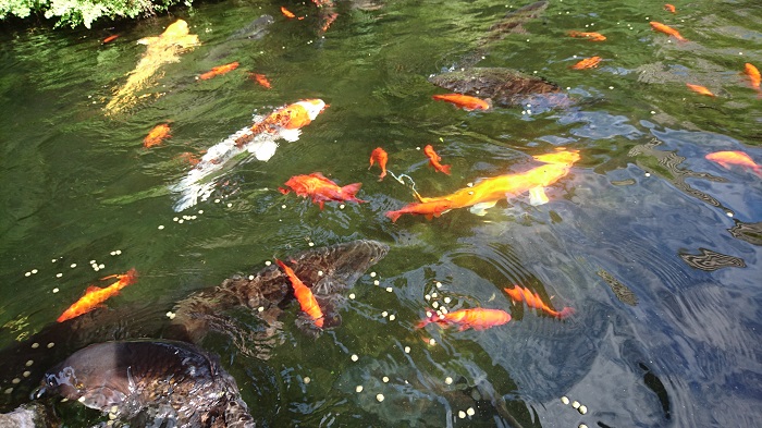 餌を食べる鯉