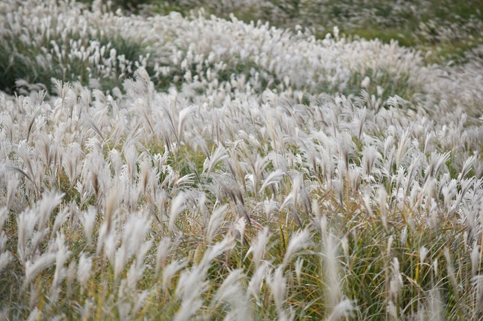 フォトコンテスト「おかみさん」様の作品