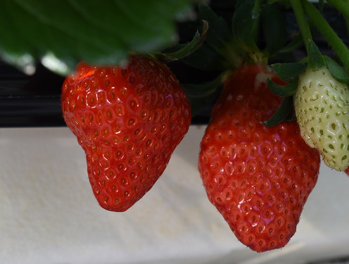 hinokuchien_strawberry