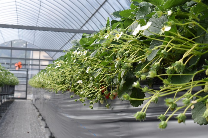 ichigoland_nakanishi