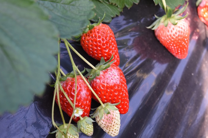 marutetsuen_strawberry