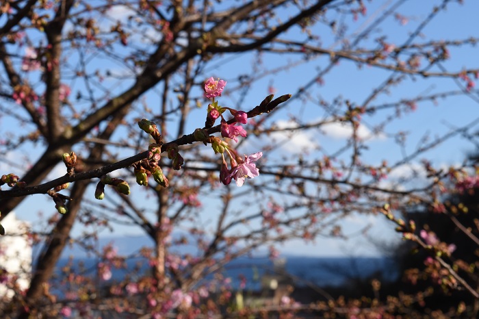 atagawa_cherryblossoms_1