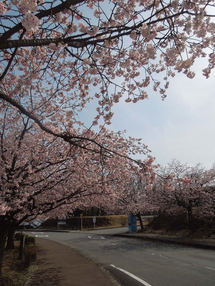 izukougen_cherryblossoms_1