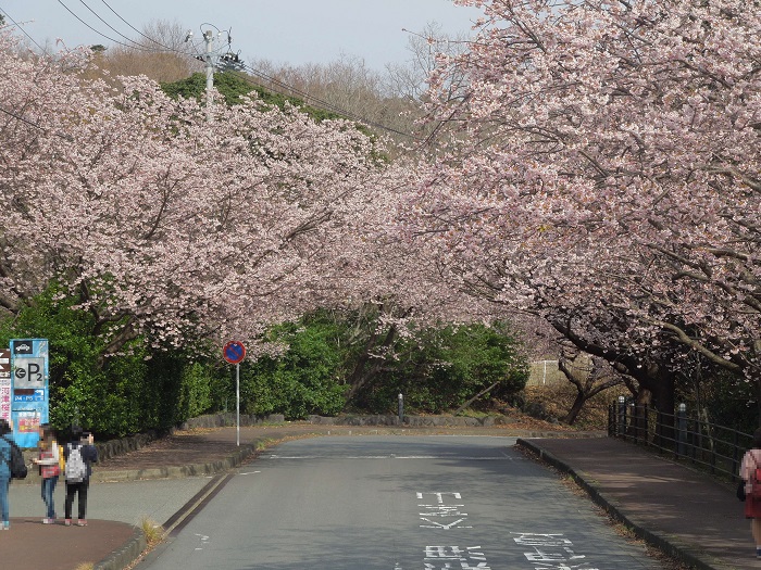 izukougen_cherryblossoms_3