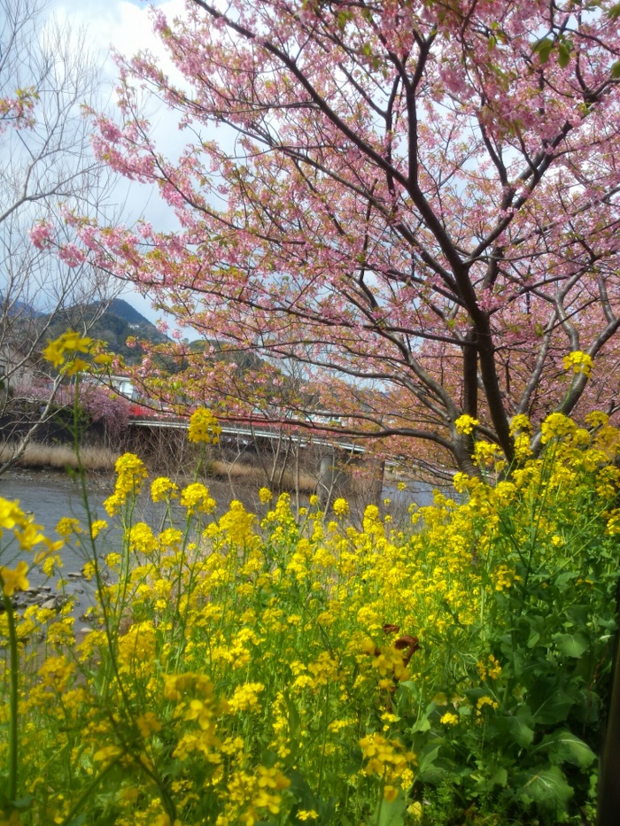 photocontest_amanatsu_sama