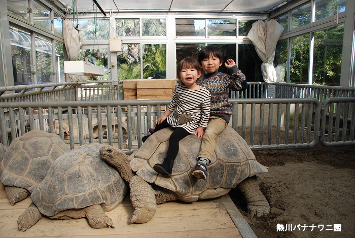 tortoise_ride