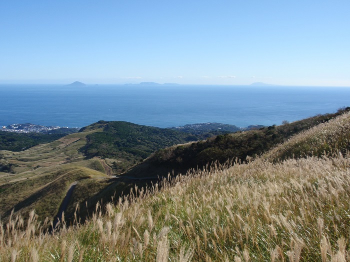 silver_grass_sagamiwan