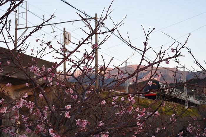 CherryBlossoms_KurofuneTrain