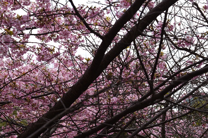 cherryblossoms_and_white-eye