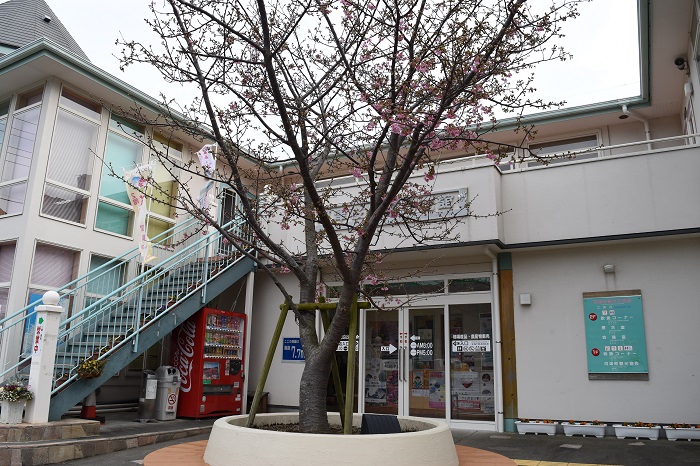 kawazu_cherryblossoms_20190207_1