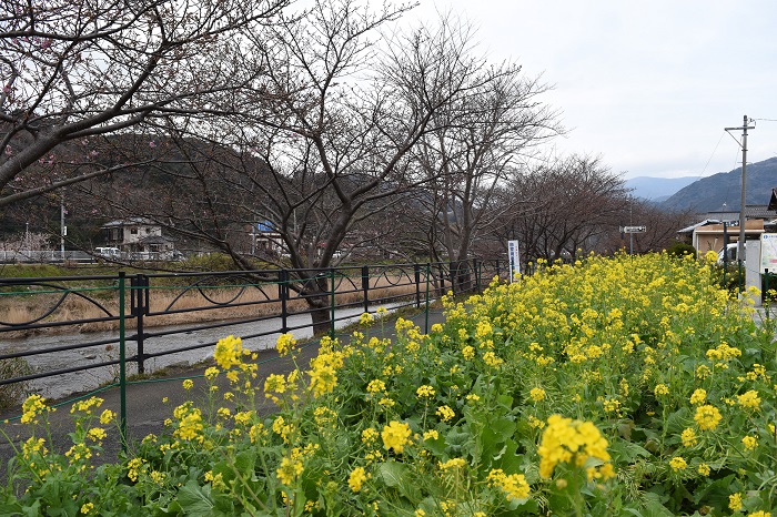 kawazu_cherryblossoms_20190207_2