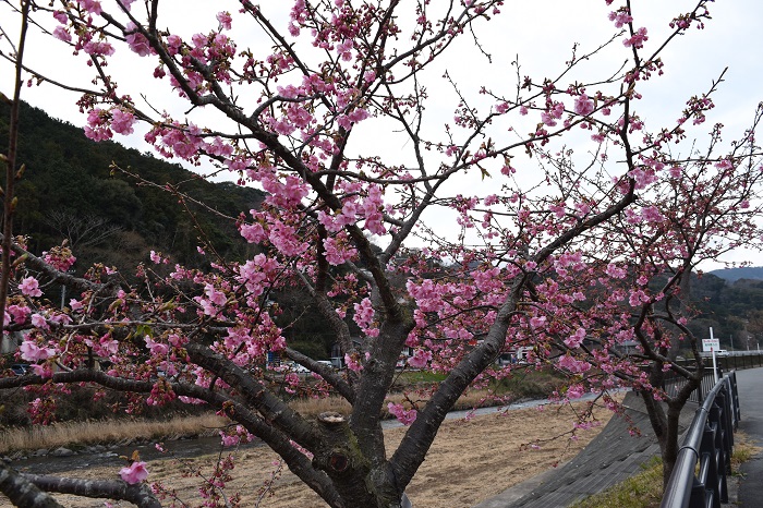 kawazu_cherryblossoms_20190207_3
