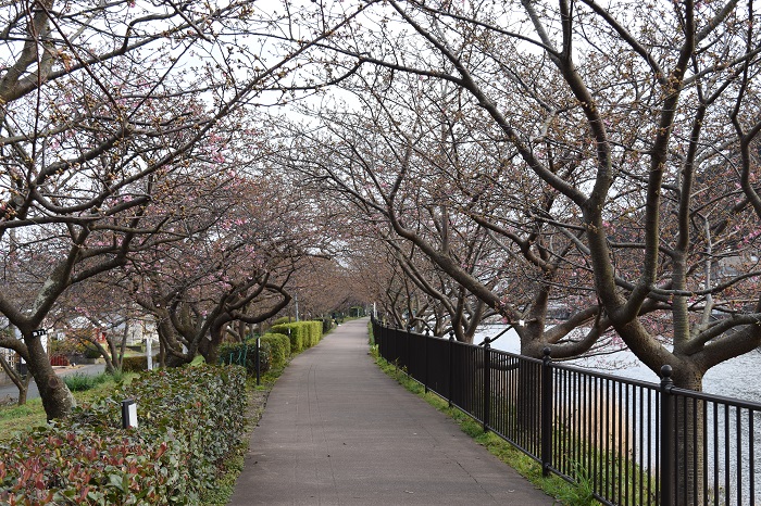 kawazu_cherryblossoms_20190207_5