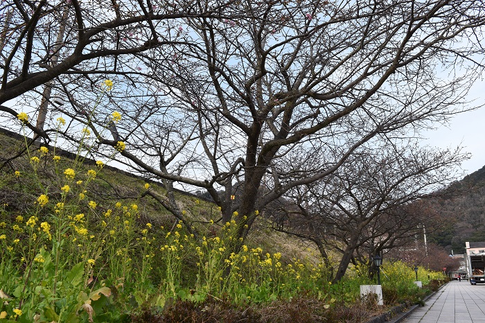 kawazu_cherryblossoms_20190207_6
