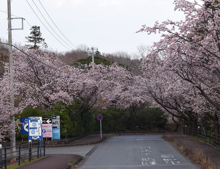 izukogen_ookanzakura_1