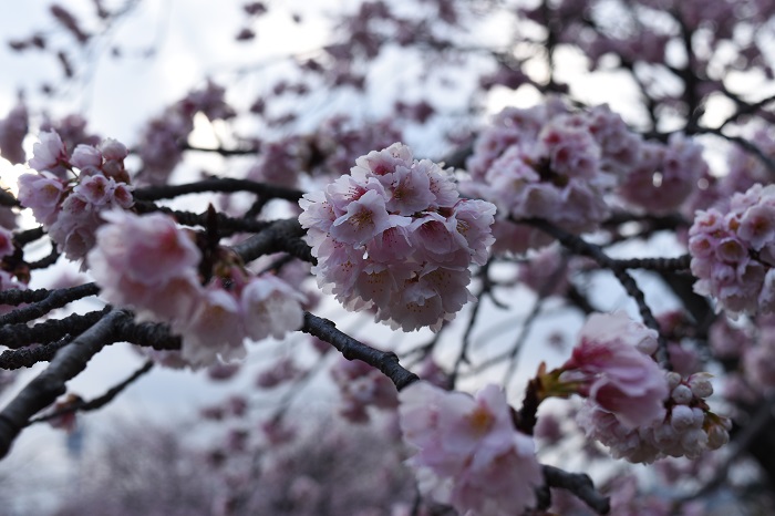 izukogen_ookanzakura_2