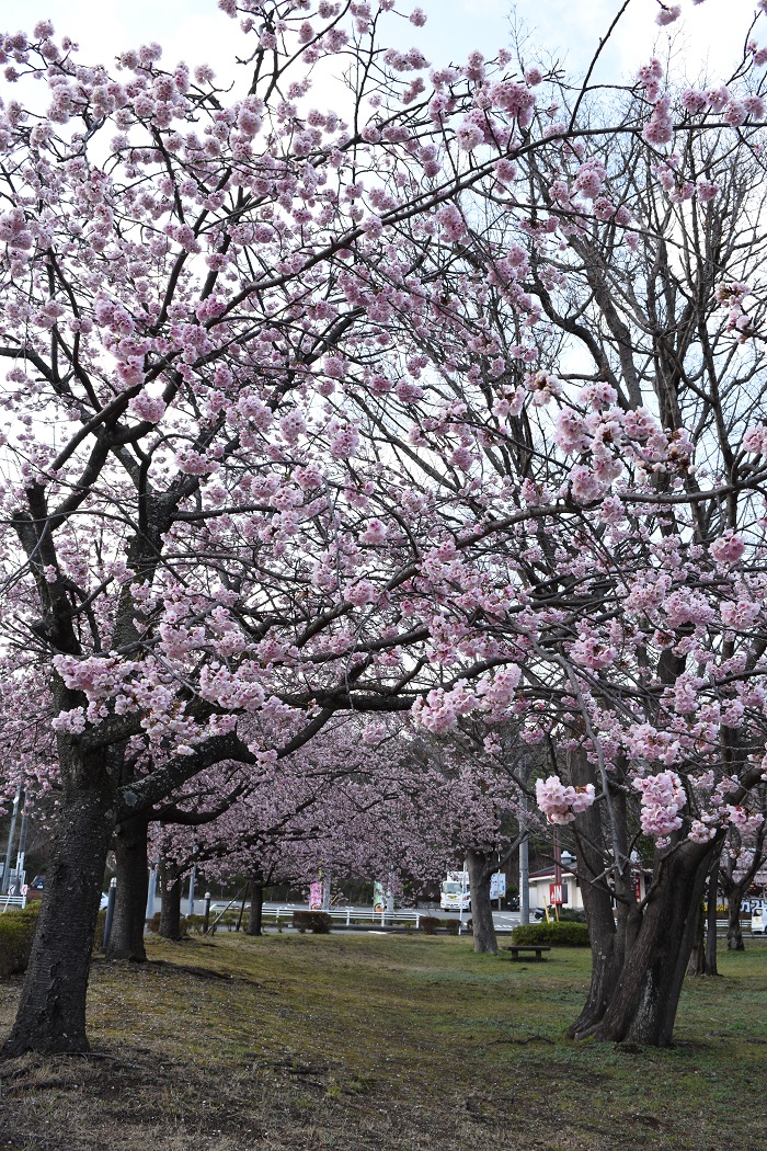 izukogen_ookanzakura_3