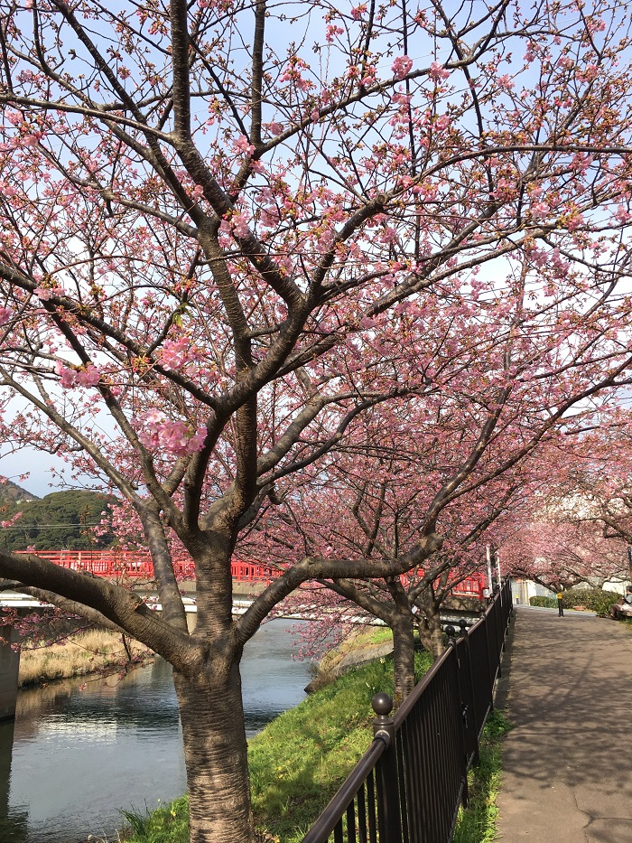 kawadu_cherryblossoms