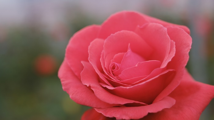 700ドフトボルケ211118_DSF9146