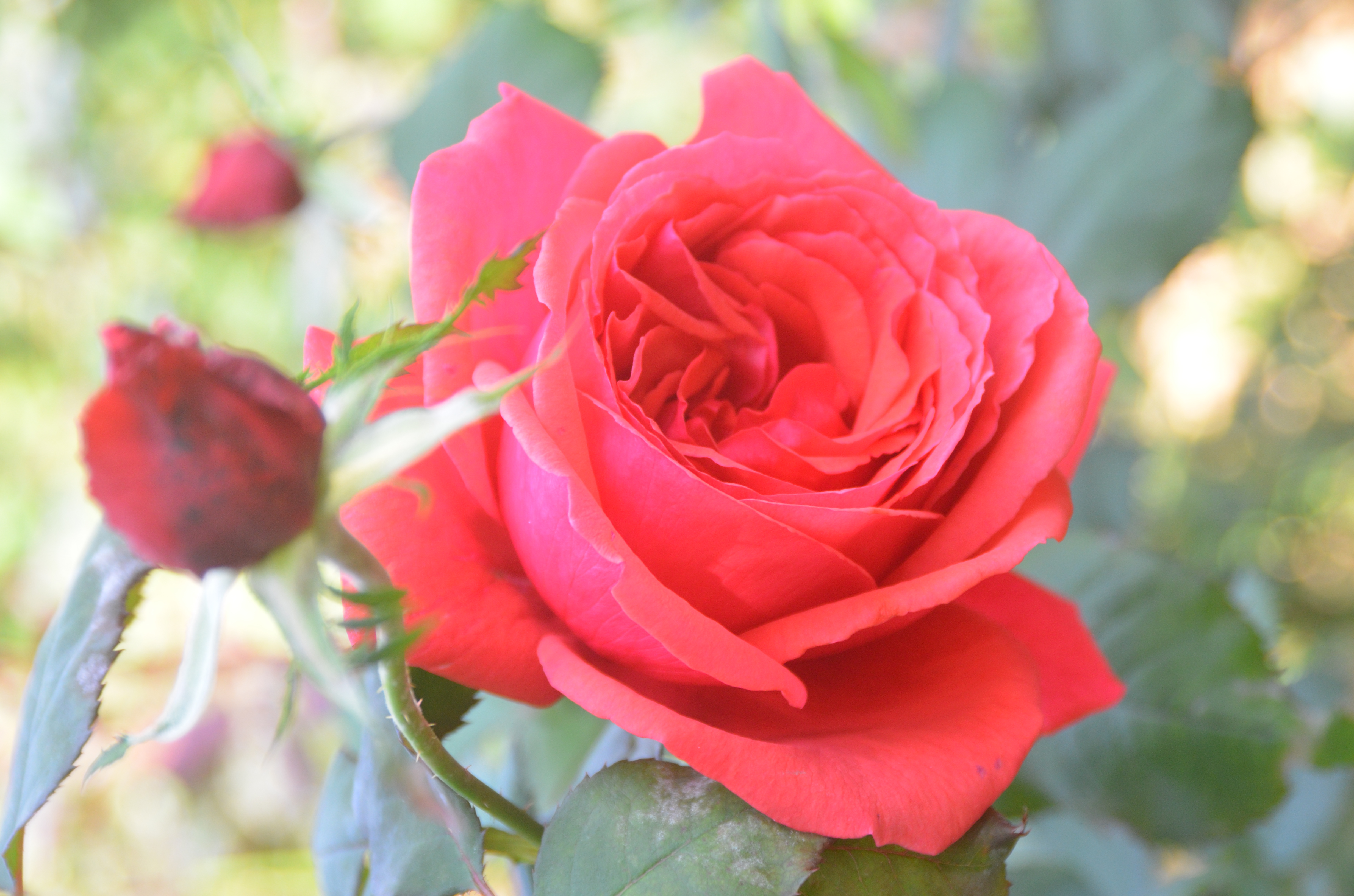河津バラ園のドフトボルケバラジュースの花