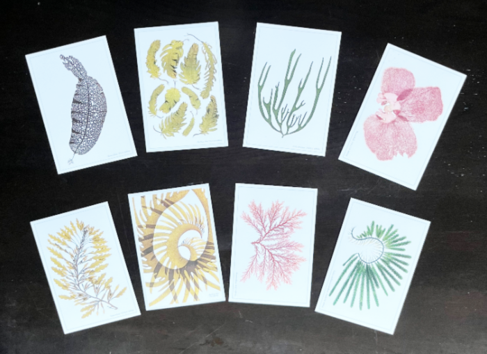 海藻おしば（ポストカード8枚組）