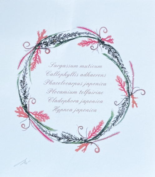 海藻おしば（小2）